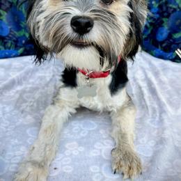Havanese All Grown Up from HavtaHavRhavanese