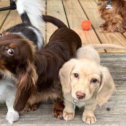 Dachshunds from Watercolor Doxies