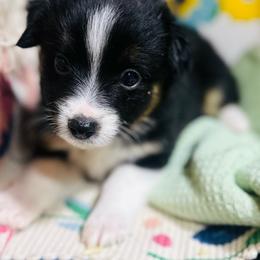 Georgie - Black tri male Toy Australian Shepherd puppy in Garvin, Oklahoma from Hochatown Awesome Aussies