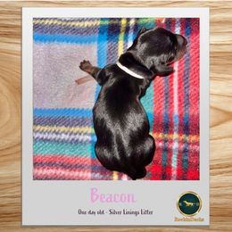 Beacon - Black and tan female Dachshund puppy in Cave Junction, Oregon from Rockindachs