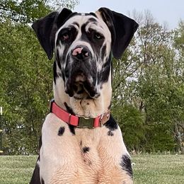 Great Danes from Beaver Creek Danes