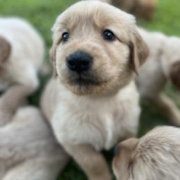 Golden Retriever Puppies from Shupe’s Sweet Southern Goldens