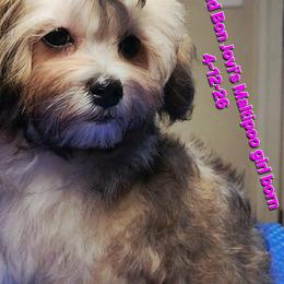 Dahlia - Silver beige female Maltipoo puppy in Middleburg, Florida from The Aristocratic Puppy Patch