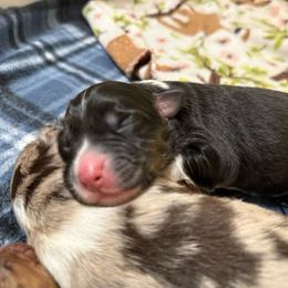 Martini - Black tri-color female Australian Shepherd puppy in Fredericksburg, Virginia from Cooper Ridge Aussies