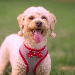 Poodles from Red.Tail.Toypoodle