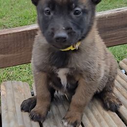 Skys Yellow - Mahogany female Belgian Malinois puppy in Berry, Alabama from North River k9