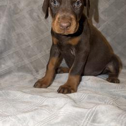 Shiloh - Red and rust female Doberman Pinscher puppy in Boyd, Texas from Team Feem Breeders