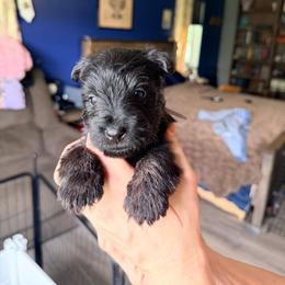 Red collar - Black male Scottish Terrier puppy in Puyallup, Washington from Rainier Scotties