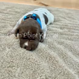 German Shorthaired Pointer Puppies from Roan Point Kennel