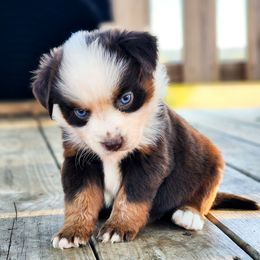 Jelly - full tail - 2 blue eyes - Red tri male Miniature Australian Shepherd puppy in Mc Alester, Oklahoma from Angel's Aussies