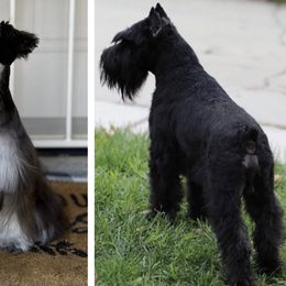 Miniature Schnauzer puppies from West Coast Royal Miniature Schnauzer