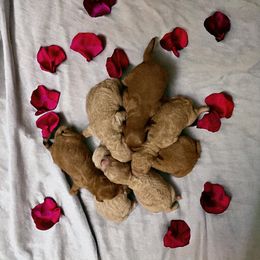 Goldendoodle Puppies from Mini Goldendoodles of New England