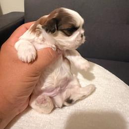 Luis G - Liver and white male Shih Tzu puppy in Apple Valley, California from Garcia_shihtzu