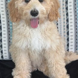 Maria - Apricot female Australian Labradoodle puppy in Washington, North Carolina from Pamlico Labradoodles