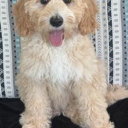 Maria - Apricot female Australian Labradoodle puppy in Washington, North Carolina from Pamlico Labradoodles