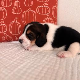 Callie (orange girl) - Black tan and white female Beagle puppy in Rocklin, California from Whitney Ranch Beagles