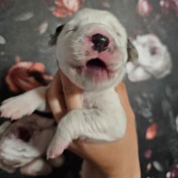 Persephone - White and black female Dalmatian puppy in Gray, Georgia from Fuller Spots