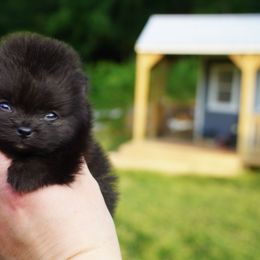 Girl 2 - Black female Pomeranian puppy in Kingston, Georgia from Southern Charm Poms