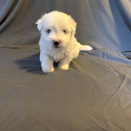 Alex - White male Coton de Tulear puppy in Timber, Oregon from Sterling’s Sweet Cotons