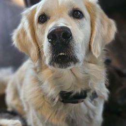 Daisy - Golden Retriever