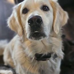 Daisy - Golden Retriever