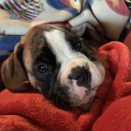 Boxer Puppies from Black Canyon Boxers
