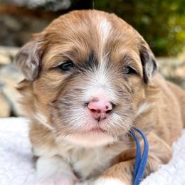 Chestnut - Blue collar - Chocolate merle male Bernedoodle puppy in Highland, Utah from Angel Pups Deluxe
