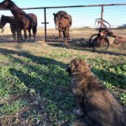 Leonberger Puppies from Tipping Point Leonbergers