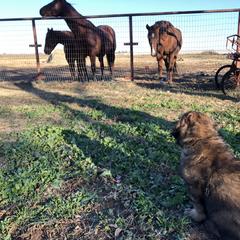 Leonberger Puppies from Tipping Point Leonbergers