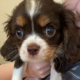 Coco - Chocolate female Cavalier King Charles Spaniel puppy in Melbourne, Florida from Majestic Cavaliers of Melbourne FL
