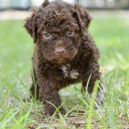 Gibson - Brown male Lagotto Romagnolo puppy in St. Augustine, Florida from LBK & Ancient City