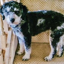 Teysa - Bernedoodle