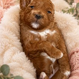 Marshmallow - Red female Cavapoo puppy in South Jordan, Utah from Diamond Companions