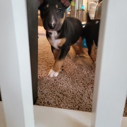 Bull Terrier Puppies from The Noble Bull Terriers