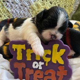 Beverly - Black and white female Shih Tzu puppy in Hemet, California from Aloha Shih Tzu