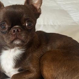 Poncho - Chihuahua