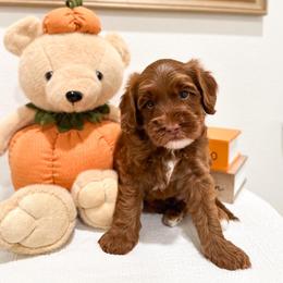 Pluto - Caramel red male Australian Labradoodle puppy in Palmdale, California from Pixie Doodle Paws
