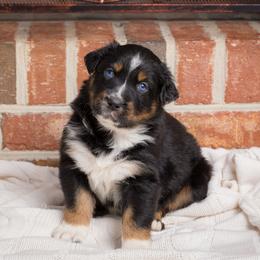 Mufasa - Black tri-color male Australian Shepherd puppy in Blythewood, South Carolina from One Tribe Aussies