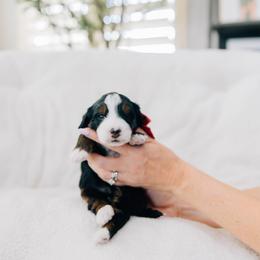 Flo - Tri-color female Bernedoodle puppy in Murray, Utah from Sun Valley Doodles