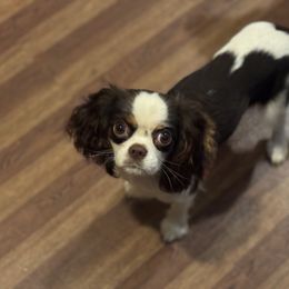 Hazel - Cavalier King Charles Spaniel