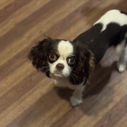 Hazel - Cavalier King Charles Spaniel