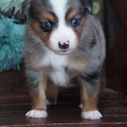 Boy 1 - Blue merle male Miniature Australian Shepherd puppy in Lawton, Oklahoma from Lindsey’s Aussies