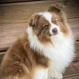 Walker - Toy Australian Shepherd