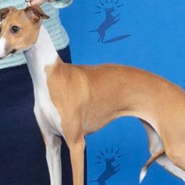 Tillie - Italian Greyhound