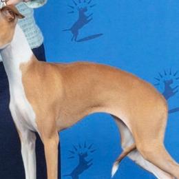 Tillie - Italian Greyhound