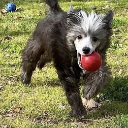 Chinese Crested Puppies from DeBahTrio Chinese Cresteds