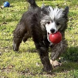 Chinese Crested Puppies from DeBahTrio Chinese Cresteds