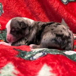 Blue Merle male - Blue merle male Miniature Australian Shepherd puppy in Connelly Springs, North Carolina from Appalachian Aussies