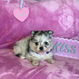 Latte - Blue merle female Pomeranian puppy in Lexington, Oklahoma from BooneDox Miniature Dachshunds
