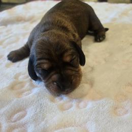 Rain - Dapple female Dachshund puppy in Celina, Texas from Daisy's Doxies